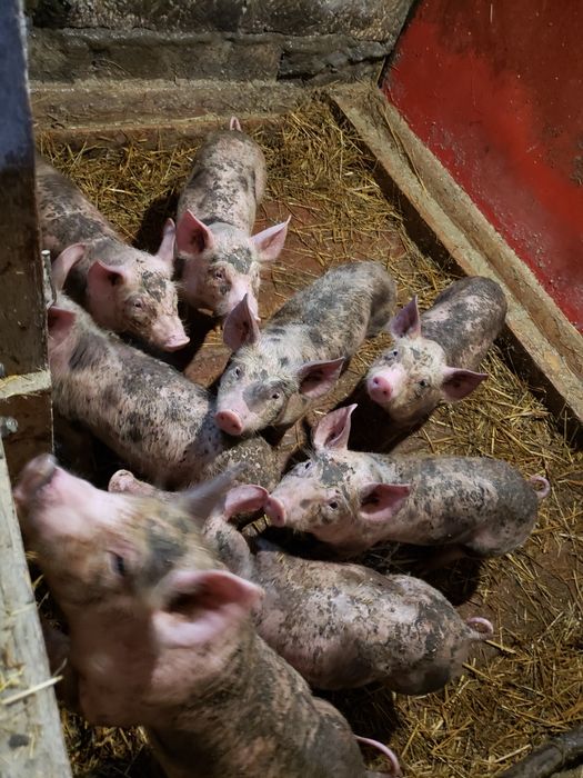 Поросята срочно мясо сальні