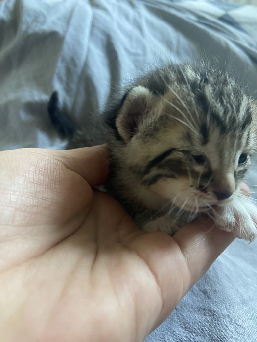 5 Gatinhos à Procura de um Lar Amoroso