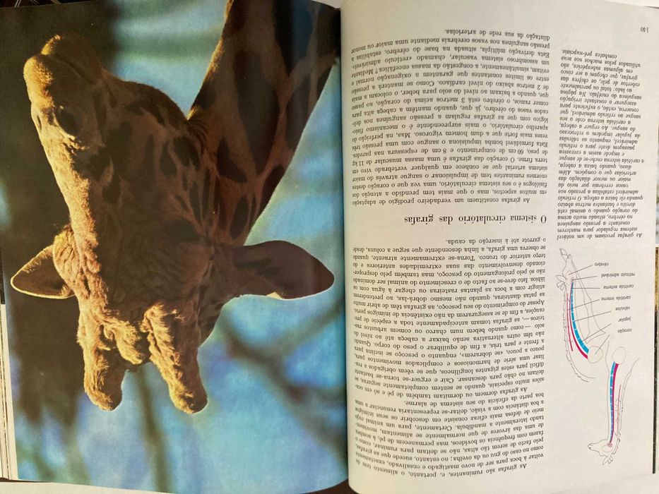 Enciclopédia A Fauna da Salvat - 11 Volumes