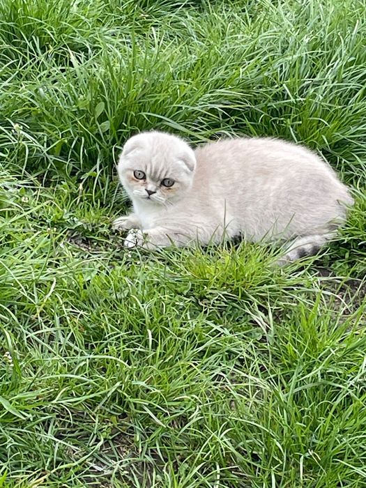Шотландець котик