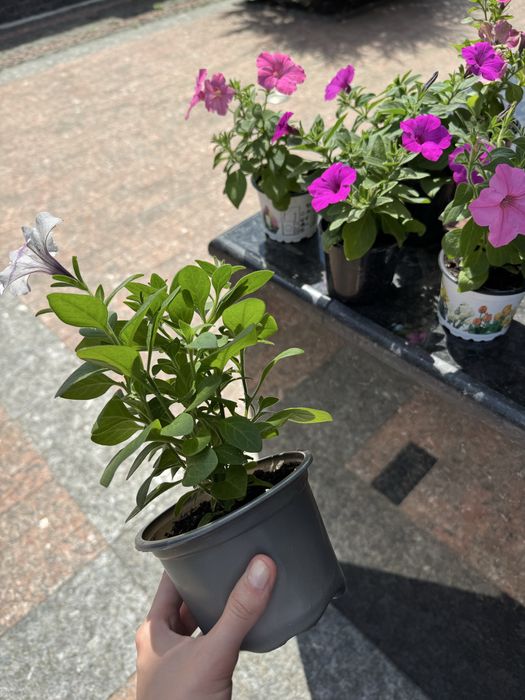 Петунія петуния петунья