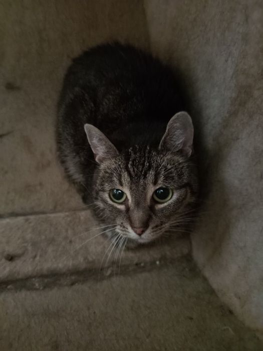 Dyzia czeka już kilka lat na dom...