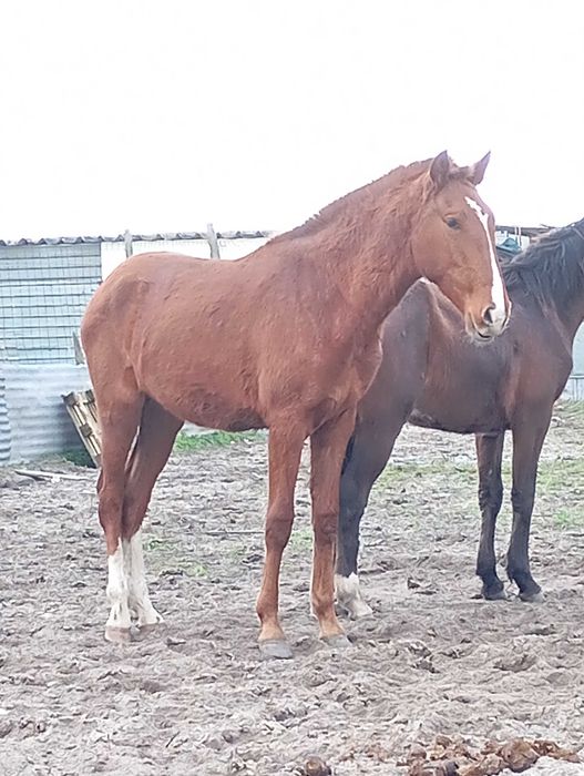 Vendo ou troco poldra