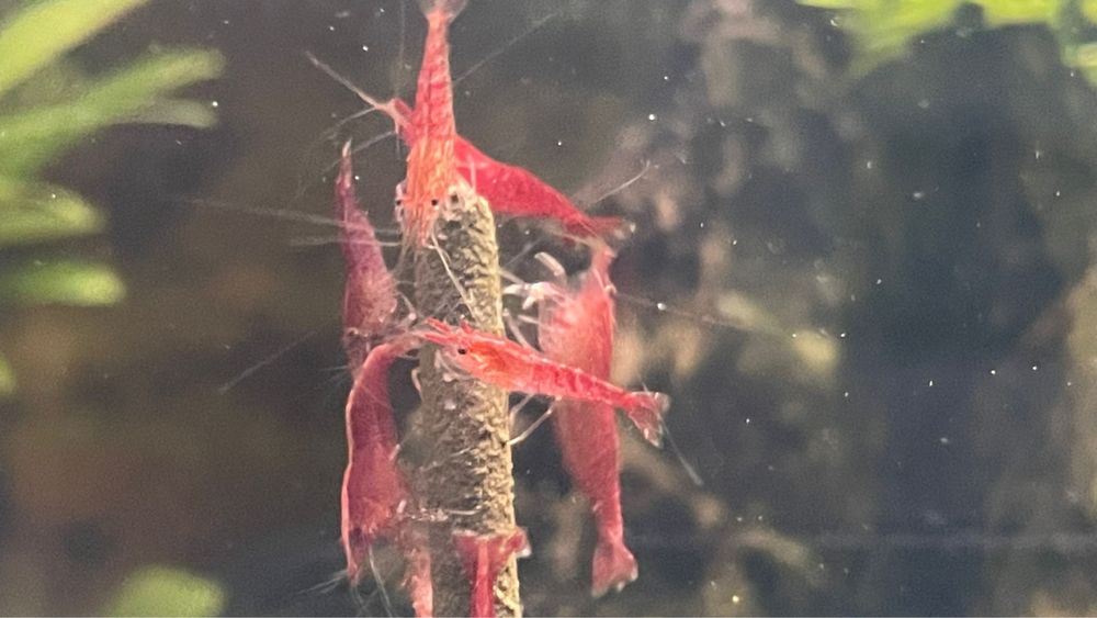 Camarões Neocaridina Red Cherry