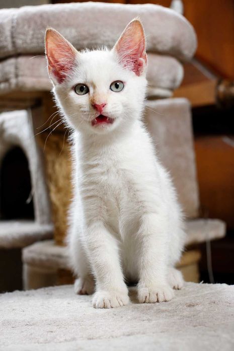 MACHO | Gatinho de olhos azulados disponível para Adoção Responsável