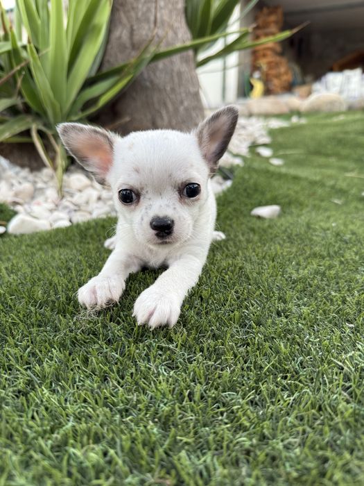 Chihuahua miniatura