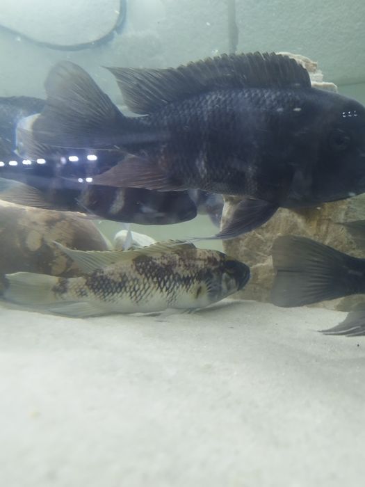 Lepidiolamprologus lemairi sibwesa f1