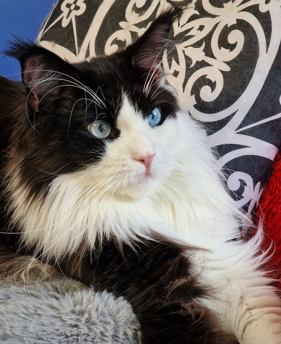 Angielski lekcje konwersacyjnie korepetycje