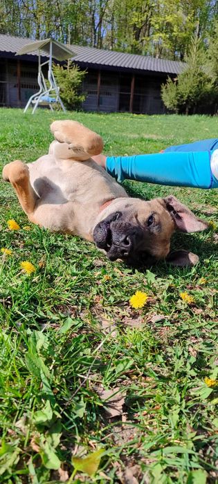 American Staffordshire Terrier szuka domu schronisko Zgierz -aktualne