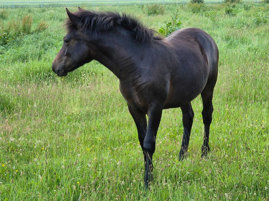 sprzedam konia huculskiego Artemida klacz