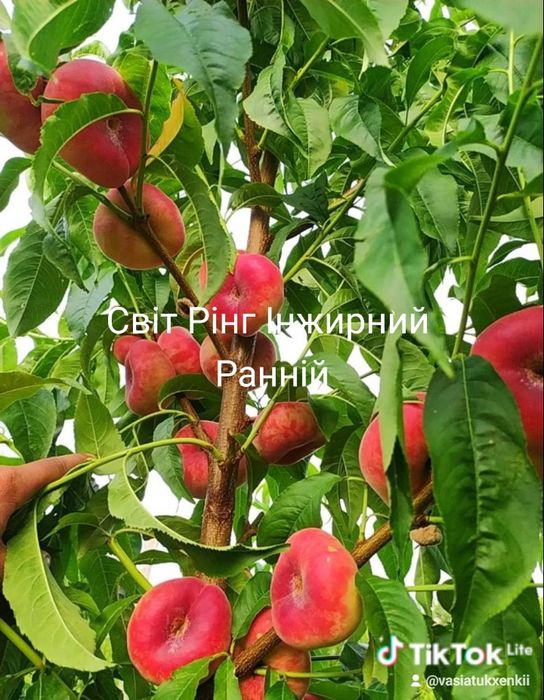 Продам саджанці плодових дерев Персики Абрикоси черешні сливи вишні є