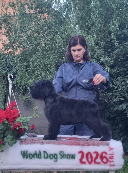 Цуценята від Чемпіонів Світу  та Европи