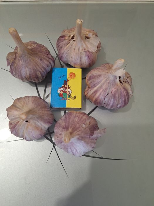 Продам часник озимий домашній