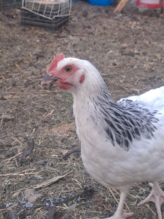 Kogut sussex młode kogutki