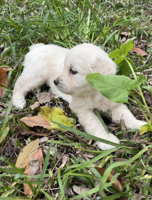 Cachorrinho Golden Retriever