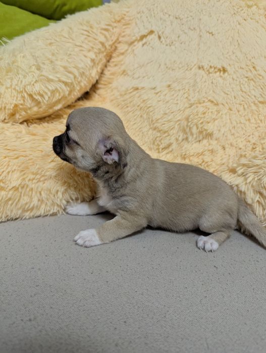 Щенки чихуахуа,  чихуашки