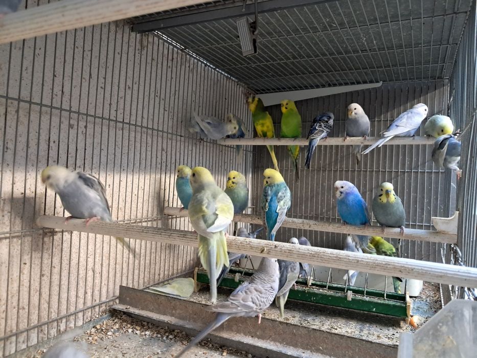 Piriquitos australianos arco íris