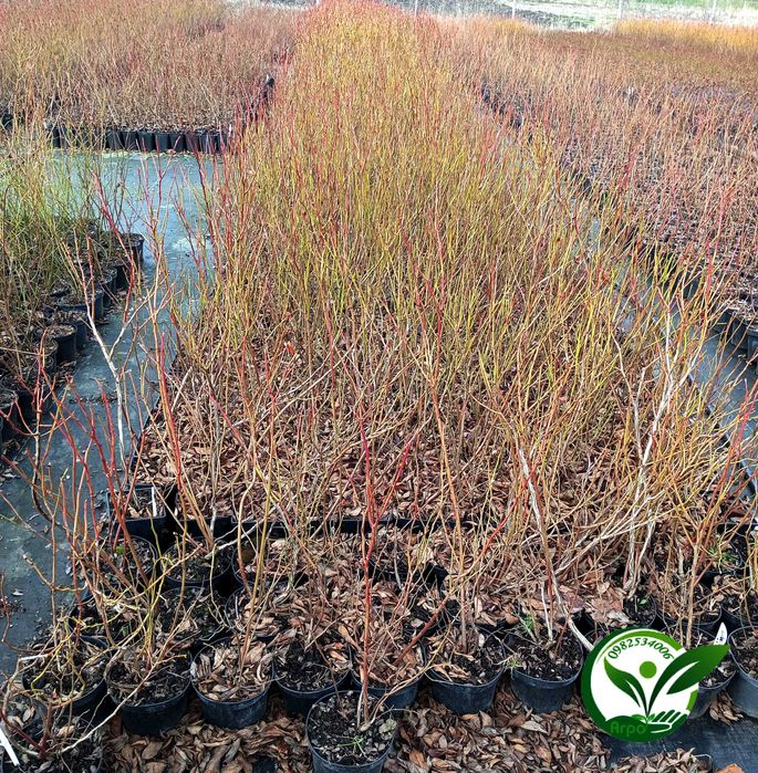 Буровка саджанці купити високоросла контейнерні саджанці лохини в саду