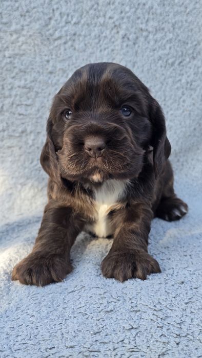 Cocker Spaniel Angielski