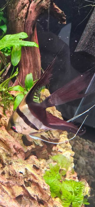Skalar Bicolor para