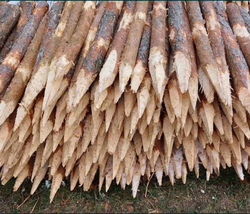 Kołki faszynowe paliki