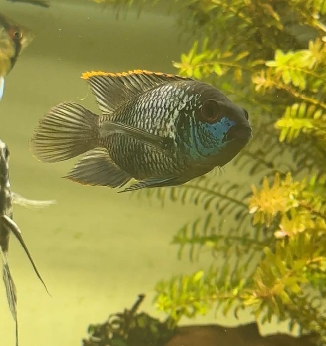 Akara electric blue