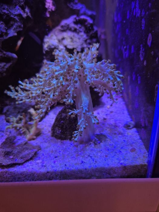 Koralowiec miękki Capnella