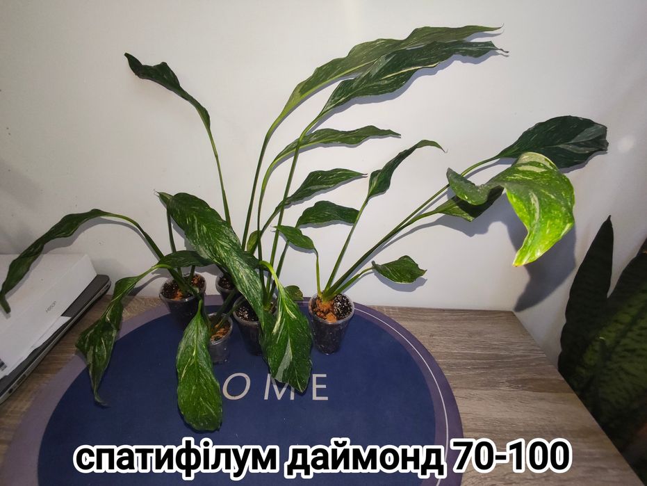 Спатифілум даймонд фікус пандора