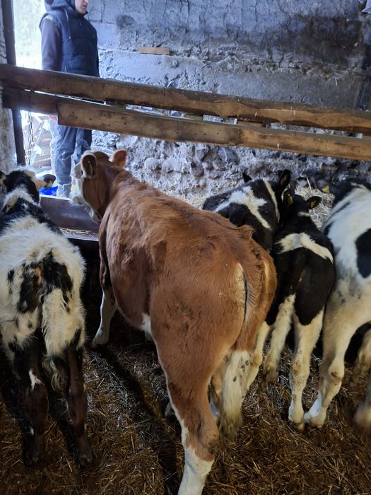 Byczki Jałówki odsadki żeruny cielaki