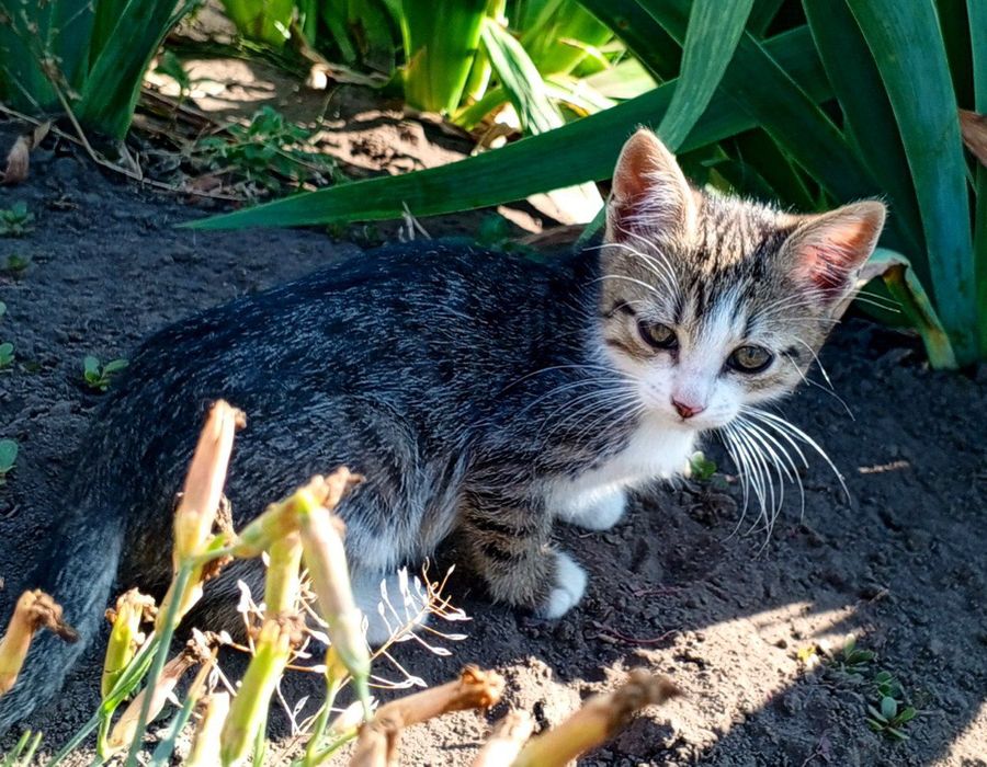 Віддам чудових кошенят