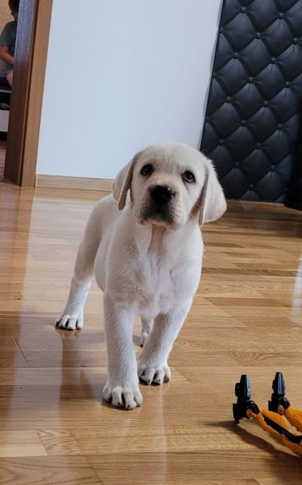 Labrador retriever rodzice pochodzenia FCI