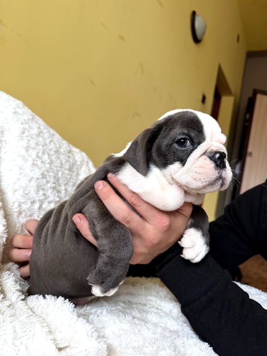 Buldog Angielski suczka. Niebieska