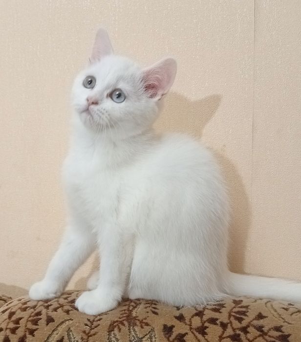 Чудові кошенята. Хлопчики і дівчатка