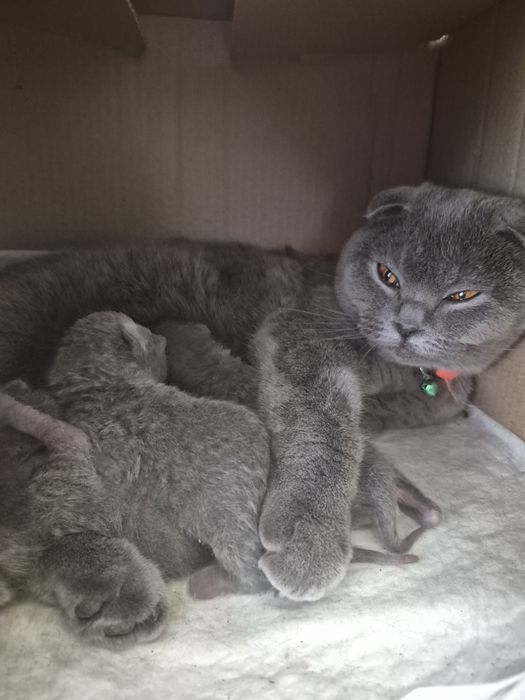 Шотландські кошенята