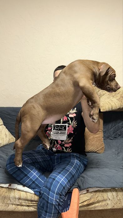 American bully standart