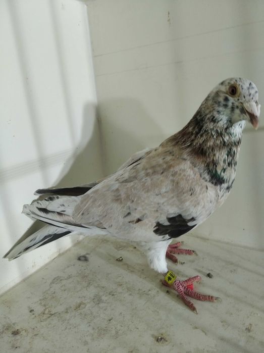 almond pocztowe opal