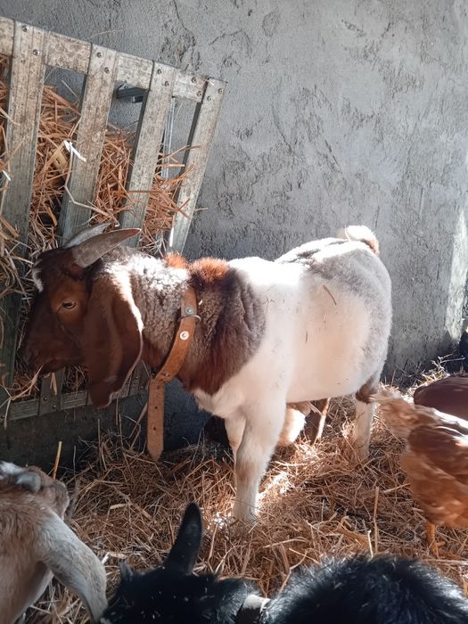 Chibo boer perto de 1 ano de idade