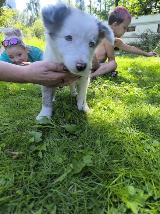 Border colie piesek blue merle