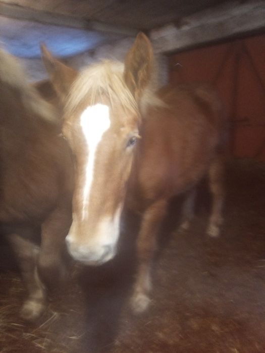 Sprzedam zrebaki zimnokrwiste.