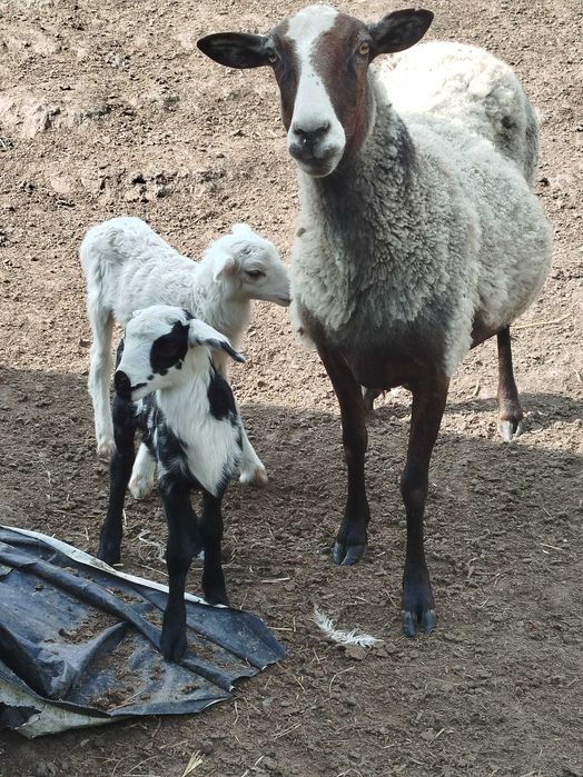 Продаються овечки