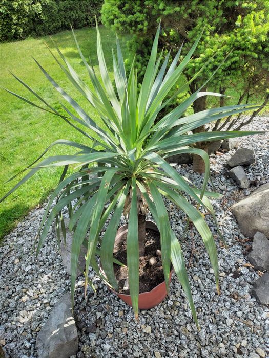 Juka karolińska ogrodowa.