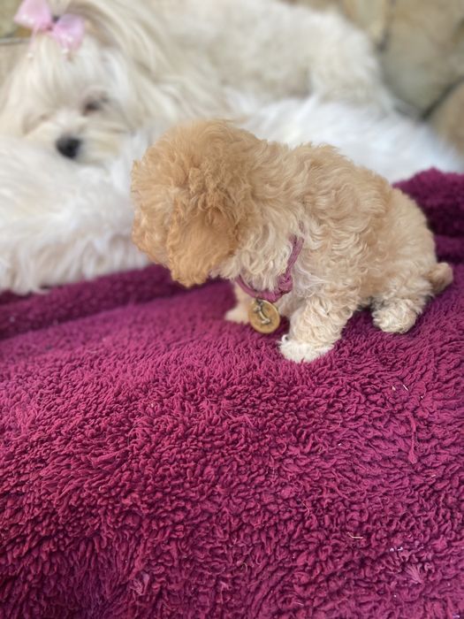 Найкрасивіші мальтипу ф1