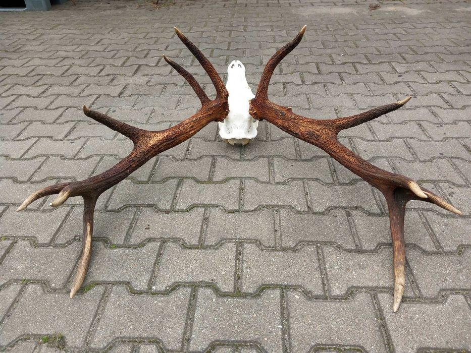 Poroże, Jeleń, Byk, Wieniec, Rogi, Dwunastak