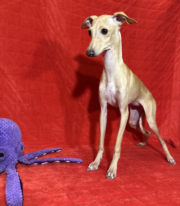 Charcik Wloski szczenięta sunia suczka