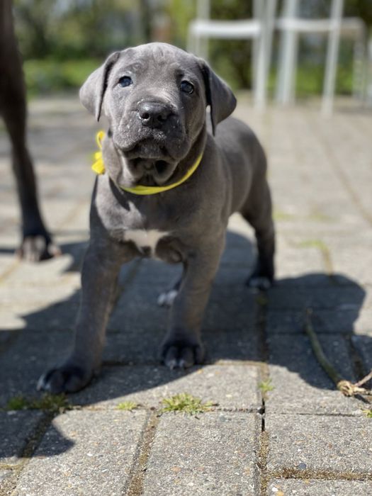 Cane corso Italiano-від розплідника