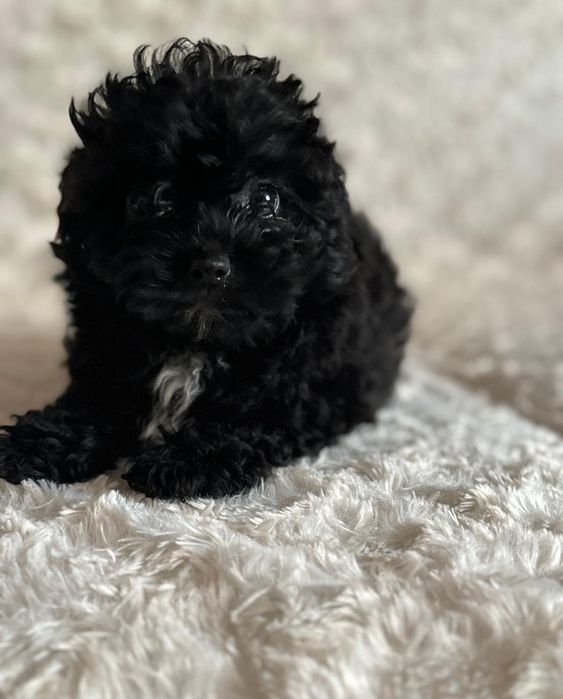 Pomapoo chłopczyk