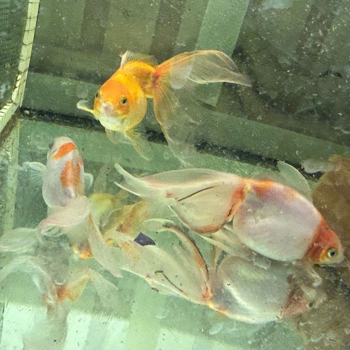 Риба акваріумна різна