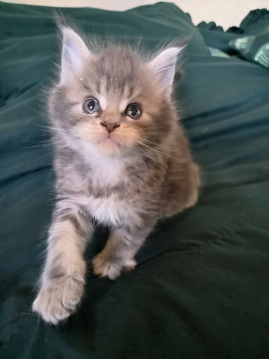 Niebieska szylkretka Maine Coon FPL