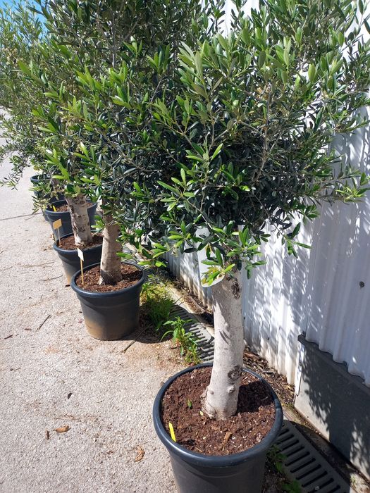 Oliveiras para jardim