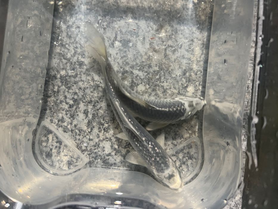 Carpas koi.